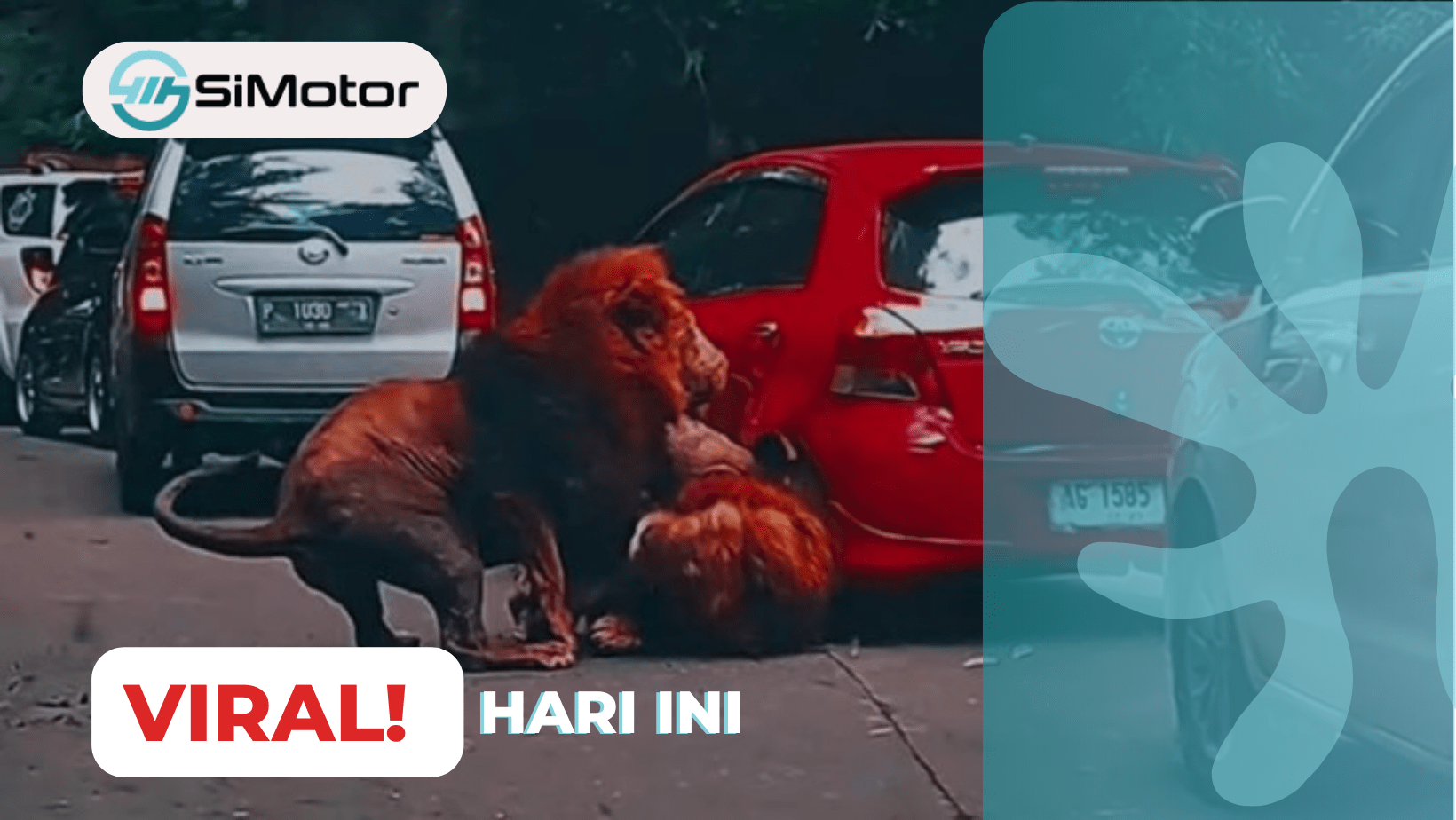 Singa Tabrak Mobil, Begini Harusnya Tindakan dari Sang Pemilik